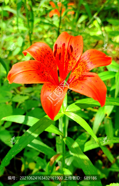 鮮花