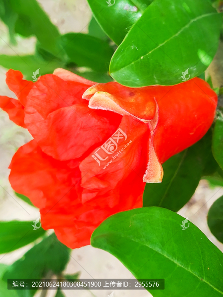 石榴花枝葉