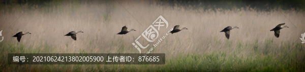 野鴨