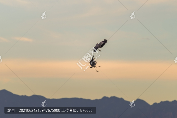 蒼鷺