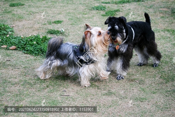寵物狗