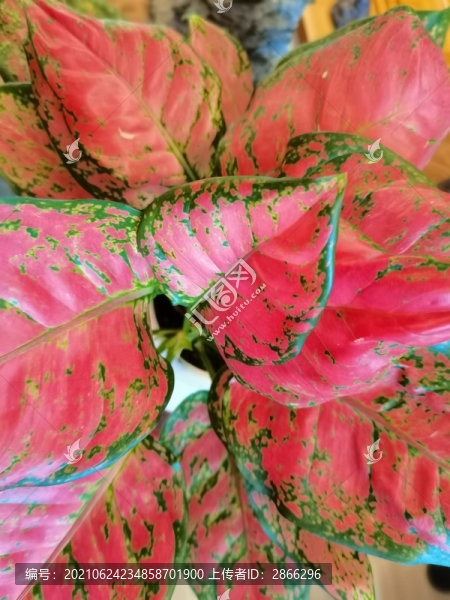 吉利紅如意皇后萬年紅
