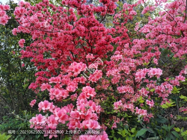 映山紅杜鵑花