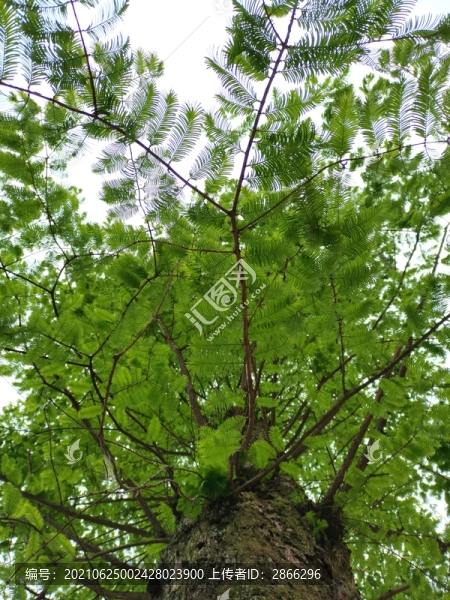 綠色樹枝