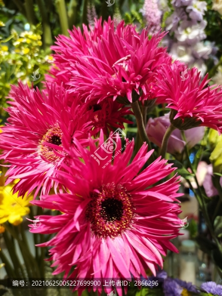 菊花拉絲菊