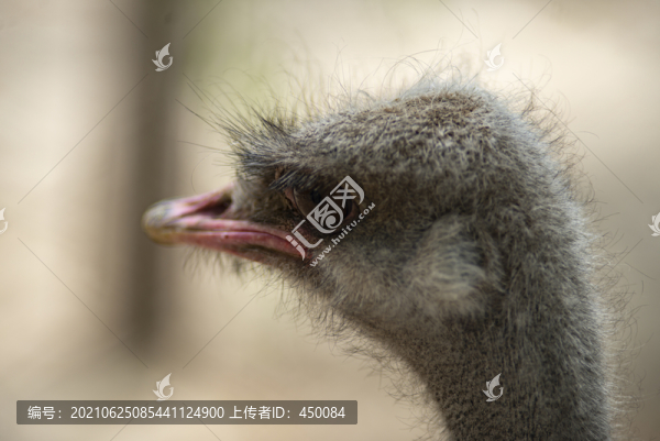 鴕鳥