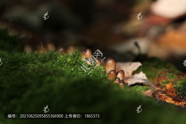 野生菌