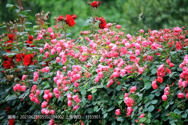 花墻