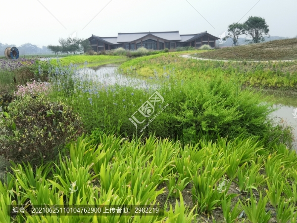 灌木綠植