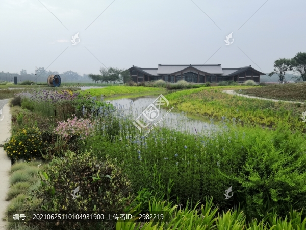灌木綠植