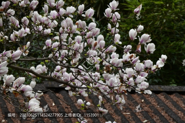 玉蘭花