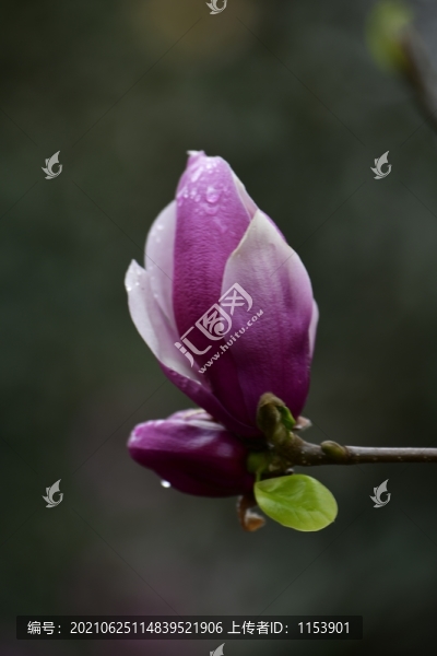 紅花玉蘭