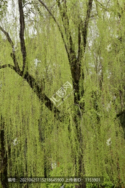 春柳