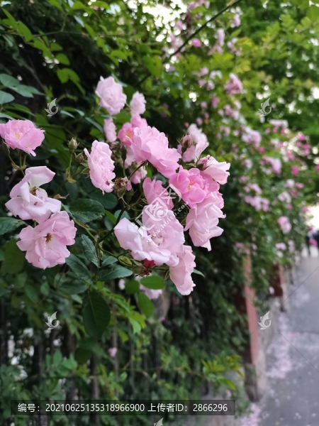 花墻