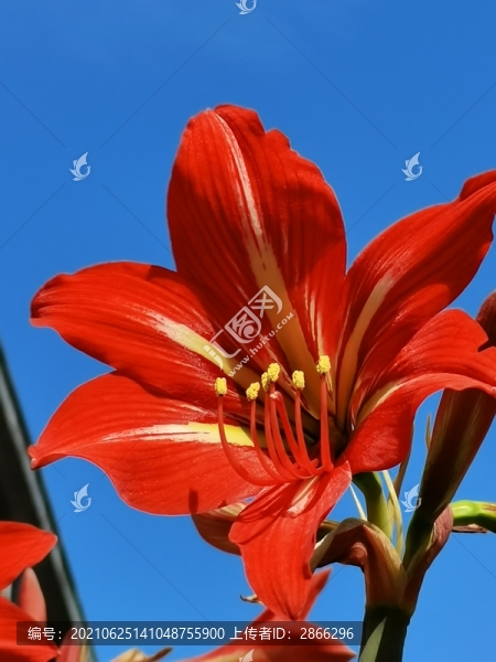 朱頂紅