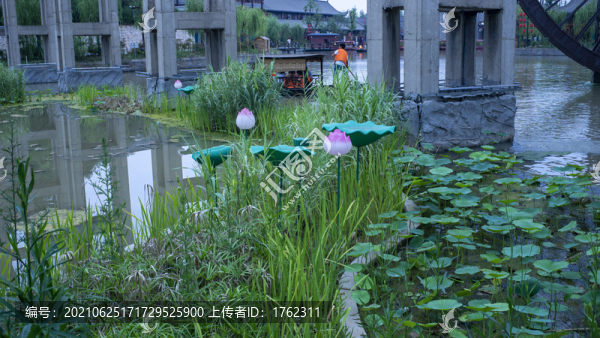 荷花