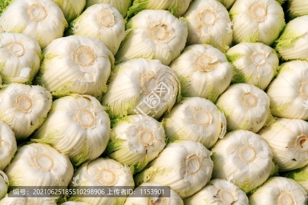 大白菜