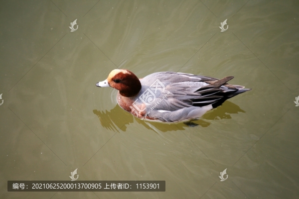 野鴨