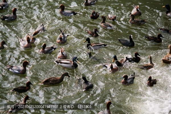 水鳥(niǎo)