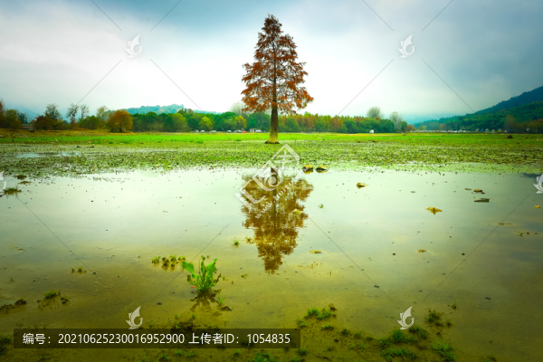 湖邊一棵樹(shù)