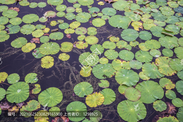 池塘荷葉景觀
