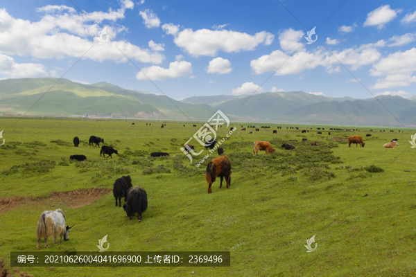 草原美景