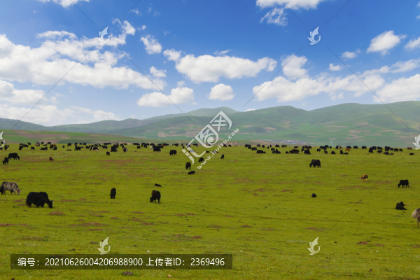 草原美景