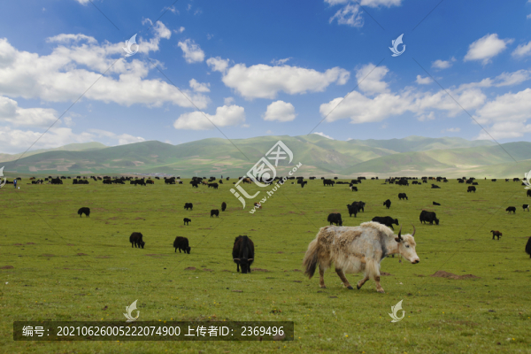 草原美景