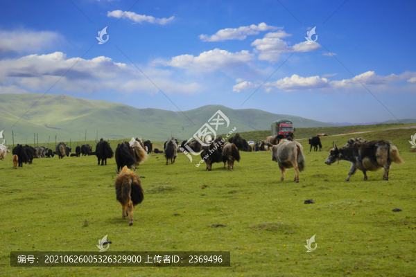草原美景