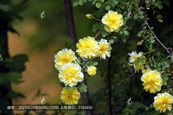 薔薇花