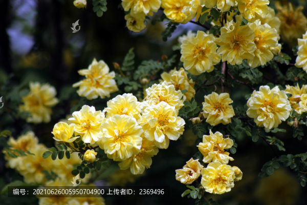 薔薇花