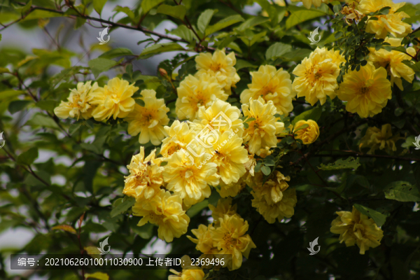 薔薇花