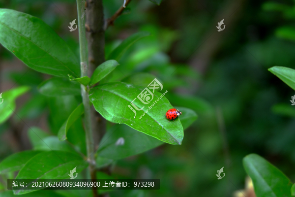 綠葉上的七星瓢蟲