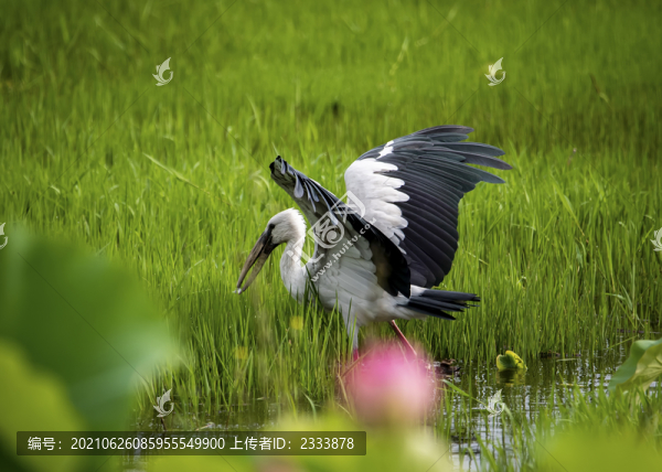 白鷺絲