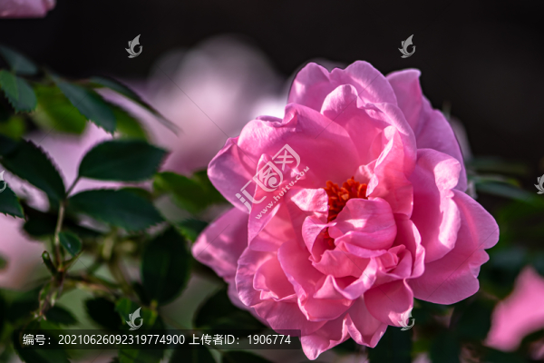 盛開的月季花