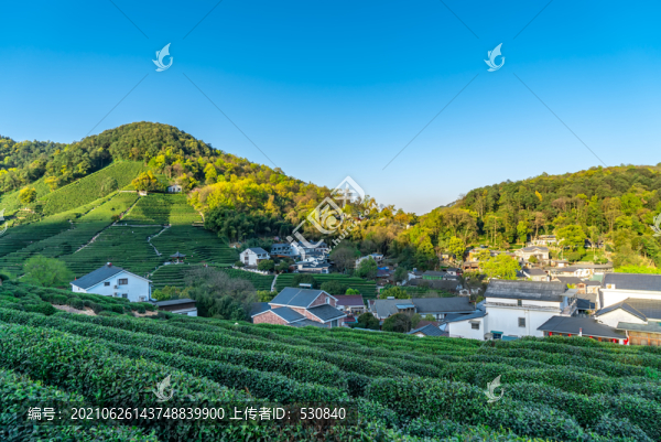 杭州西湖不龍井茶鄉(xiāng)風(fēng)光