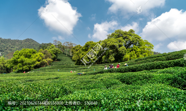 杭州西湖茶園新茶
