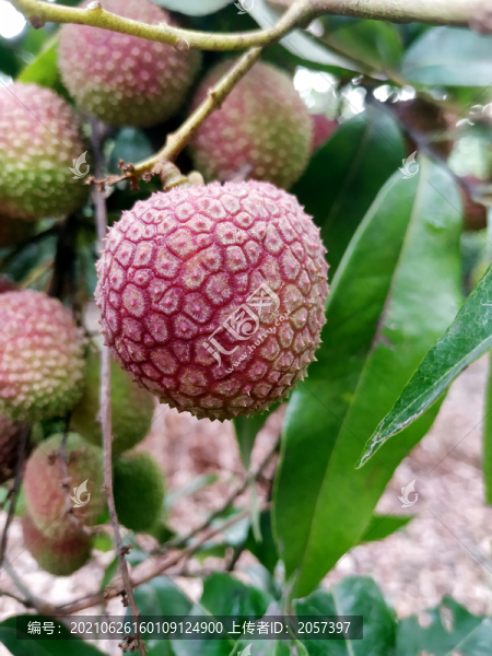 妃子笑荔枝