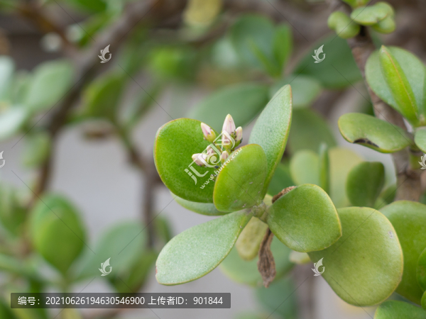 景天科植物燕子掌