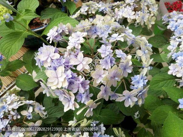 繡球花