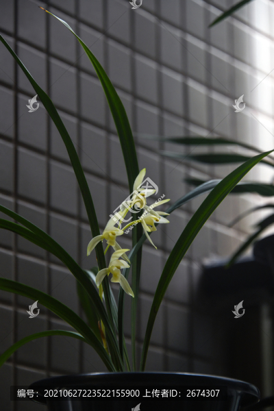 蘭花龍巖素