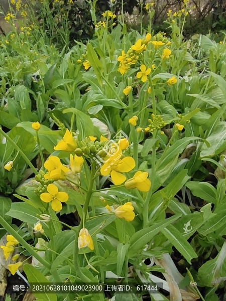 白菜菜花