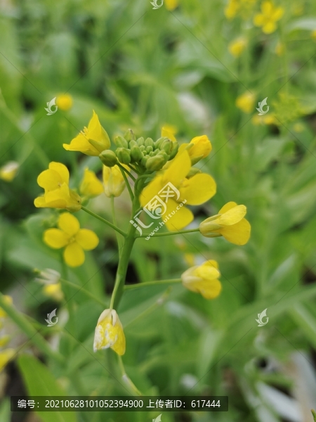 白菜菜花