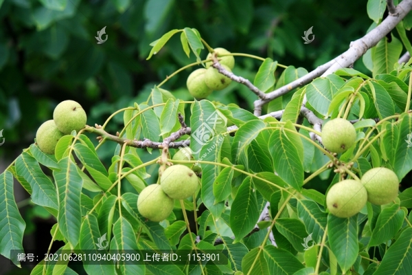 核桃樹(shù)