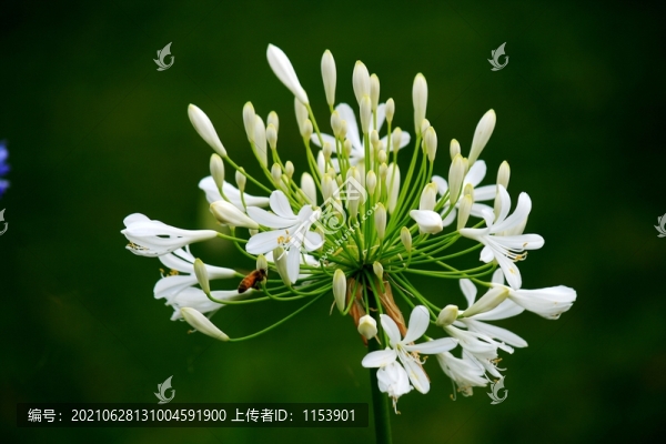 百子蓮