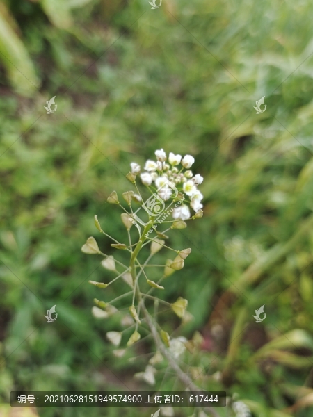 薺菜花