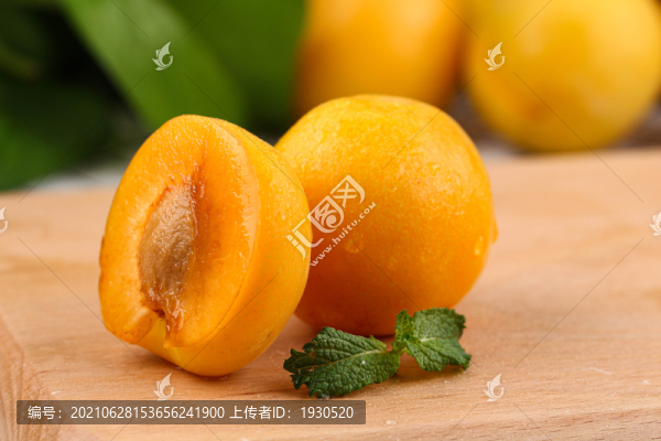 陜西大黃杏