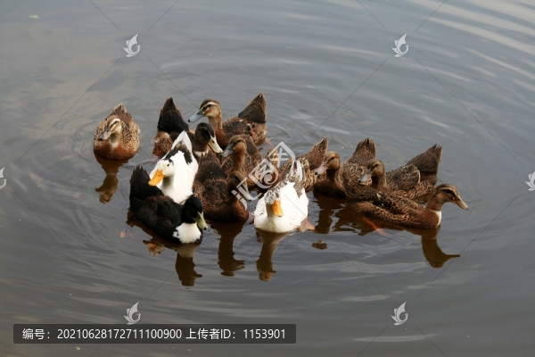 土鴨