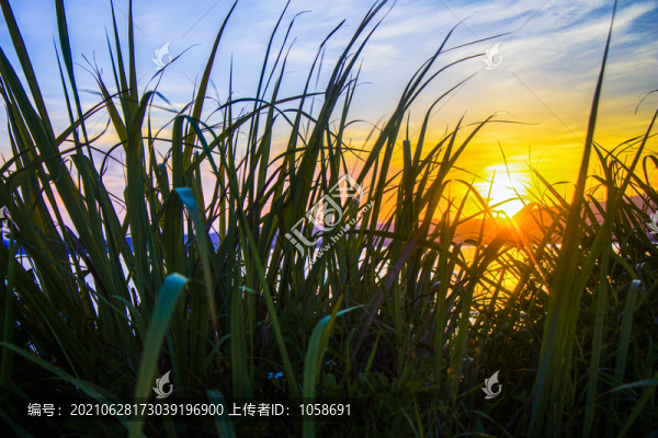 蘆葦叢中的夕陽(yáng)