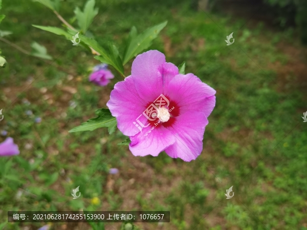 木槿花